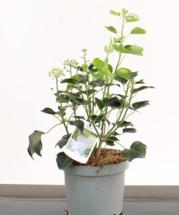 Hedera Helix 'Arborescens'