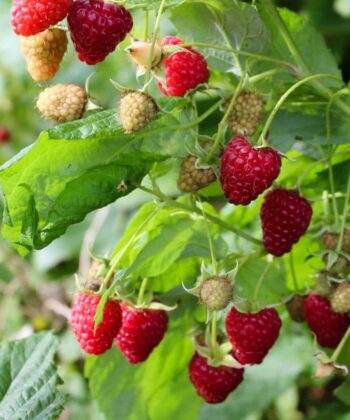 Rubus idaeus 'Heritage'- framboos
