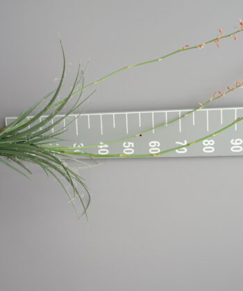 Hesperaloe parviflora