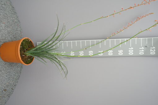 Hesperaloe parviflora