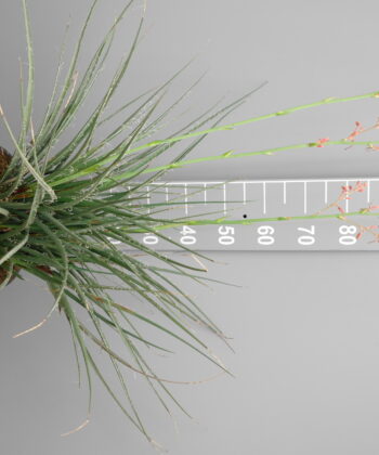 Hesperaloe parviflora