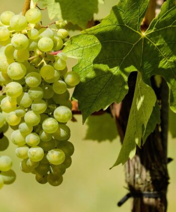 Vitis 'Himrod' - Witte druif