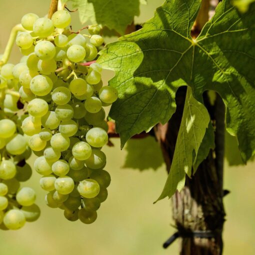 Vitis 'Himrod' - Witte druif
