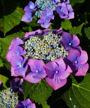 Hortensia