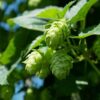 Humulus lupulus 'Hersbrucker'