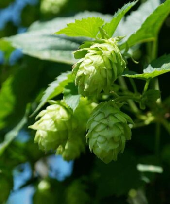 Humulus lupulus 'Hersbrucker'