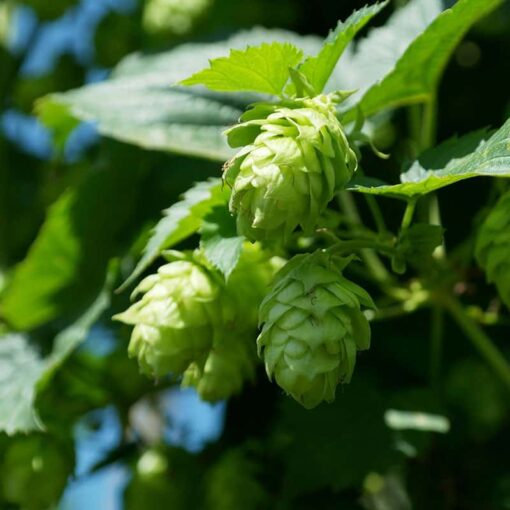 Humulus lupulus 'Hersbrucker'