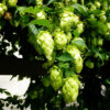 Humulus lupulus 'Northern Brew'