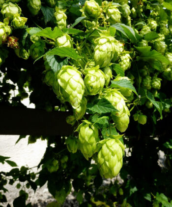 Humulus lupulus 'Northern Brew'