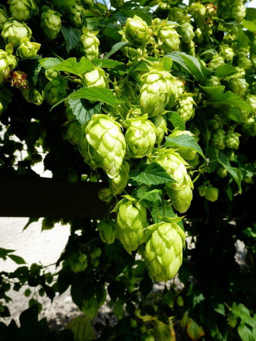 Humulus lupulus 'Northern Brew'