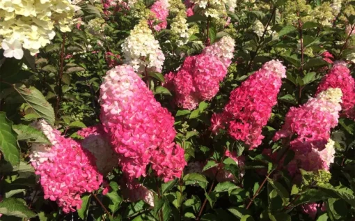Hydrangea paniculata ‘Fraise Melba' ®