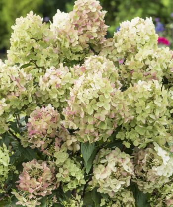 Hydrangea paniculata ‘Petit Star' - Pluimhortensia