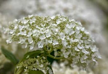 Hydrangea Arborescens 'Strong Annabelle'