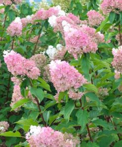 Hydrangea paniculata ‘Sundae Fraise'