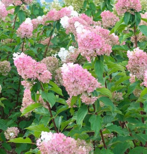 Hydrangea paniculata ‘Sundae Fraise'