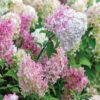 Hydrangea paniculata 'Vanille Fraise'®