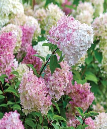 Hydrangea paniculata 'Vanille Fraise'®
