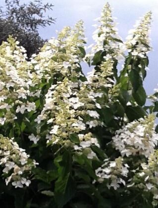 Hydrangea paniculata ‘Levana' - Pluimhortensia