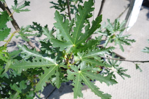 Ficus Carica 'Ice Crystal' - Afbeelding 2