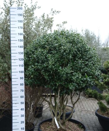 Ilex Cornuta
