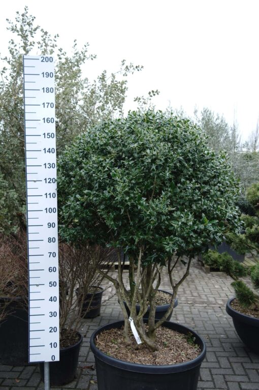 Ilex Cornuta