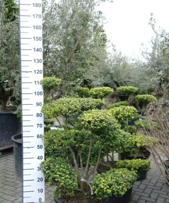 Ilex Crenata 'Convexa'