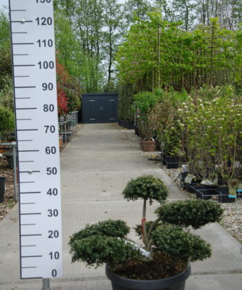 Ilex Crenata kinme