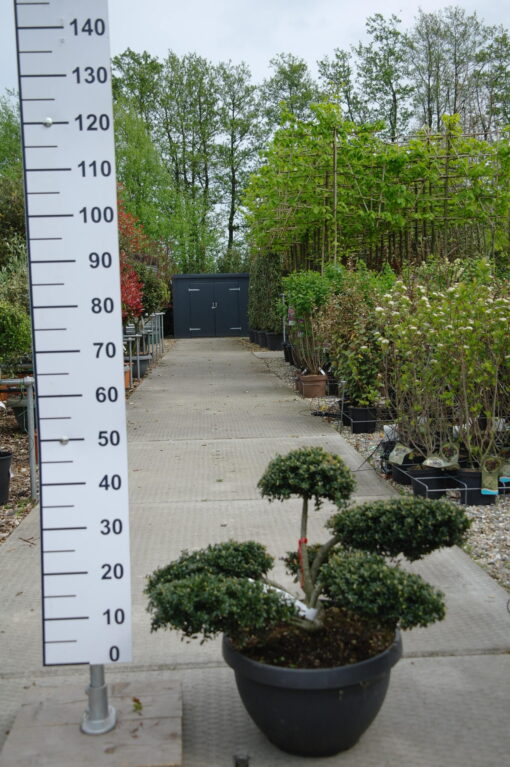 Ilex Crenata kinme