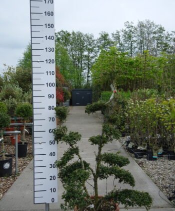 Ilex Crenata kinme