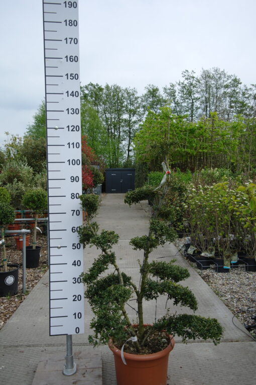 Ilex Crenata kinme