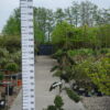 Ilex Crenata kinme