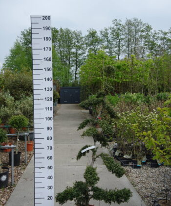 Ilex Crenata kinme