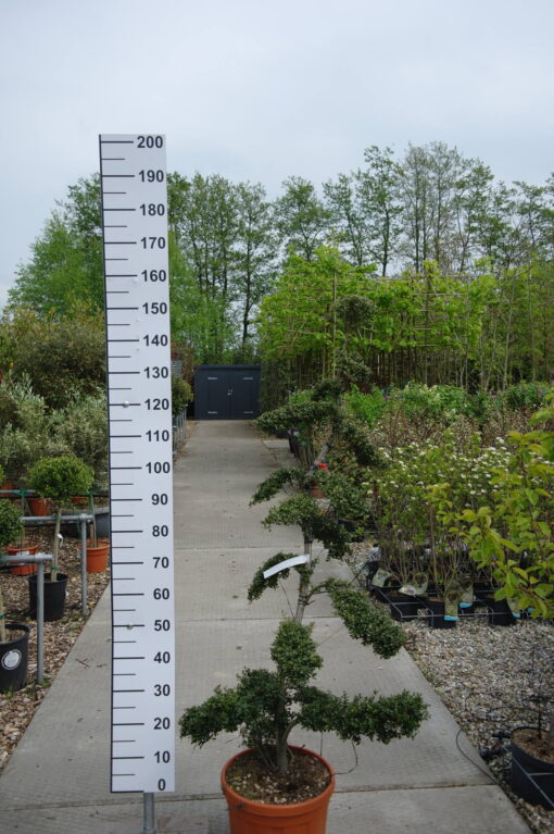 Ilex Crenata kinme