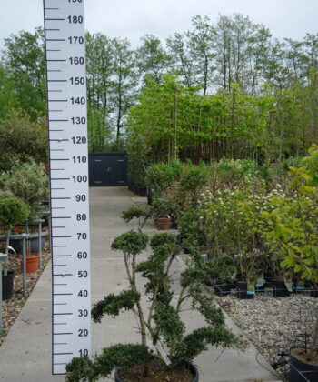 Ilex Crenata kinme