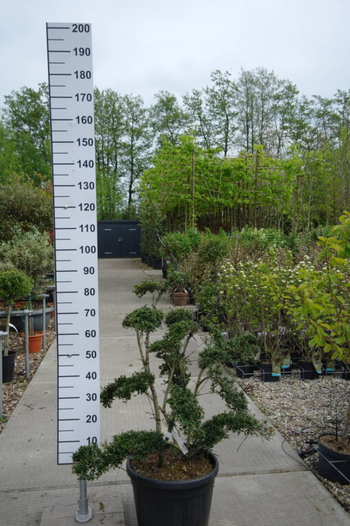 Ilex Crenata kinme