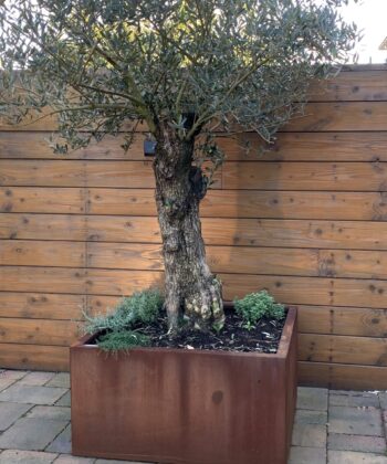 Cortenstaal bak 100x100x60