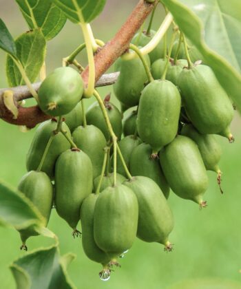 Actinidia arguta 'Issai'