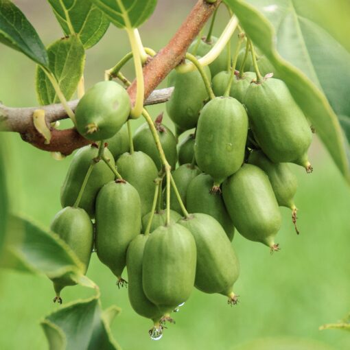 Actinidia arguta 'Issai'