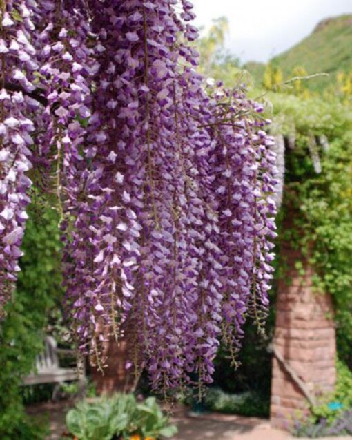 Wisteria Sinensis 'Ito Koku Riu' op stam - Afbeelding 2