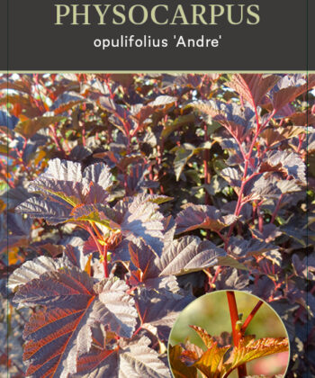 Physocarpus op. André