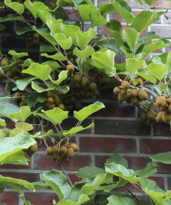 Actinidia deliciosa 'Jenny'