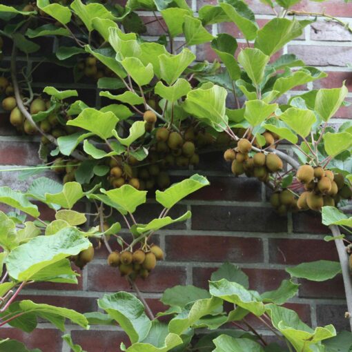 Actinidia deliciosa 'Jenny'