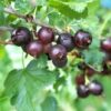 Ribes ‘Jostaberry’ - Jostabes