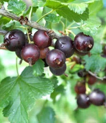 Ribes ‘Jostaberry’ - Jostabes