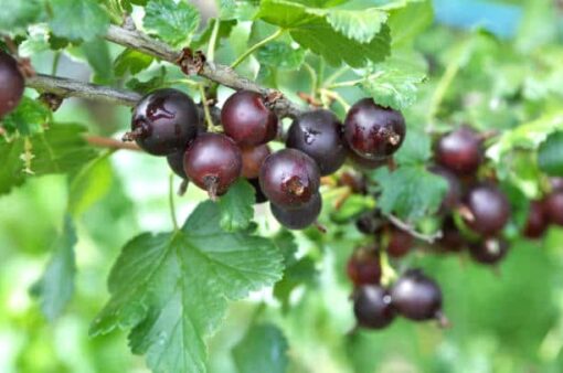 Ribes ‘Jostaberry’ - Jostabes