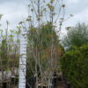 Juglans Regia - walnoot