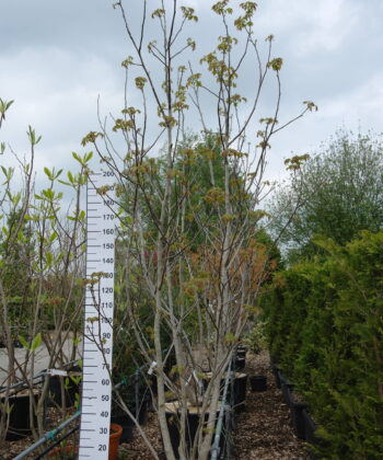 Juglans Regia - walnoot