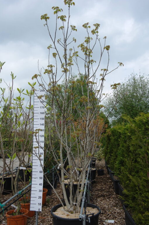 Juglans Regia - walnoot