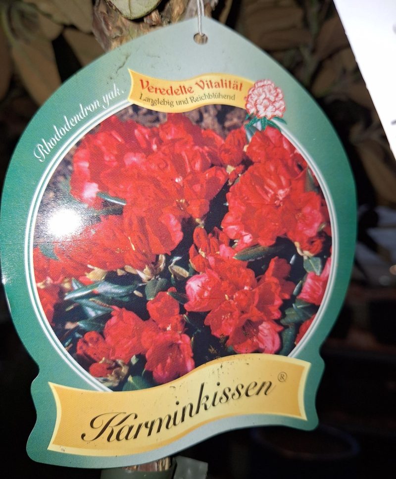 Rhododendron 'Karminkissen' op stam - Afbeelding 2