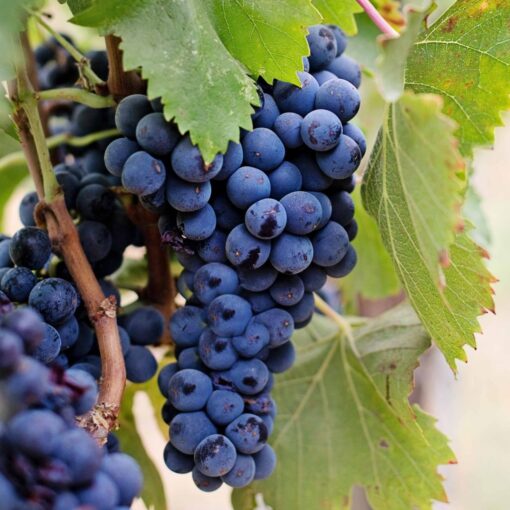 Vitis Vinifera Blauw pitloos